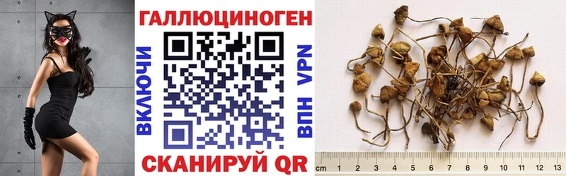 Псилоцибиновые грибы прущие грибы  Серафимович 
